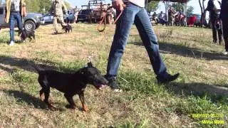 Ягдтерьеры #2