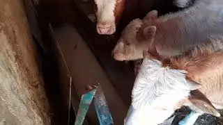 ПОЕНИЕ бычков при беспривязном содержании,МОРОЗЫ НЕ СТРАШНЫ