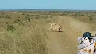 Se tá ruim pra você, imagine pro pumba
