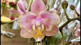 Varietal orchids in Ecoflora. We create a chat on Russia)))