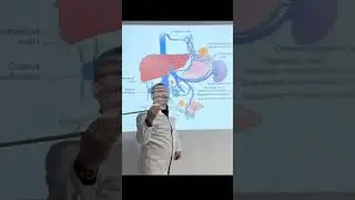 Цирроз печени. Анатомия человека