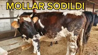 QISIRLAR SOTILDI