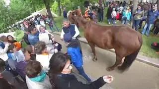 Как подковать лошадь.