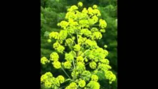 ФЕРУЛА  (FERULA)  cем. Зонтичные