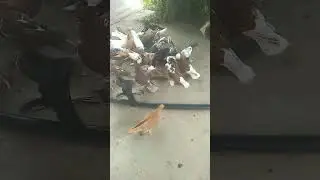 узбекские голуби содикжон город андижон