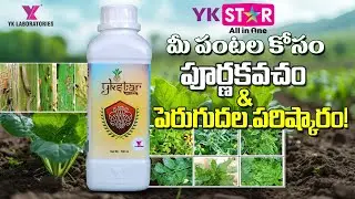 #chilli #మిరప లో వై కె స్టార్-ముడుత వైరస్ పురుగు నల్లి కంట్రోల్ #Virus#Thrips#organicfarming#mirchi