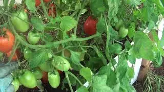 Томаты 2020    август