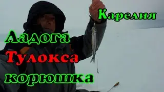 Ловля корюшки в Карелии. Оживляем клев 