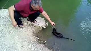 Смешное видео с выдрой. Кто кого больше боится?