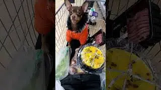 ТОЙ-терьер Бимошка в магазине ПЯТЕРОЧКА помогает выбирать ПРОДУКТЫ! 