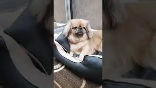 А я щас как лягу, как усну!!!