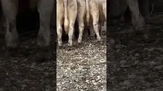 Бычки аулиекольской породы, на продажу.