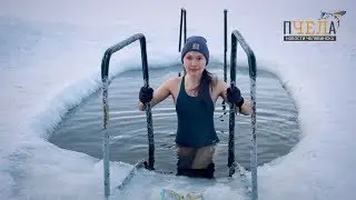 Моржи