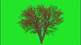 🌲Amazing tree green screen🟢 animation videos🎥