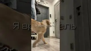 РАСПАКОВКА WB 🐕