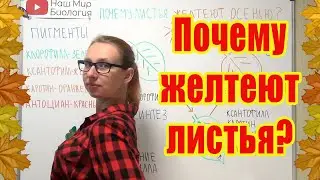 Почему листья желтеют осенью?