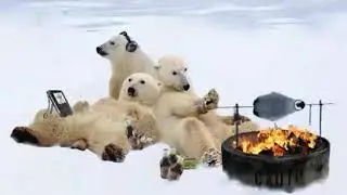 Eisbären im 21 Jahrhundert!