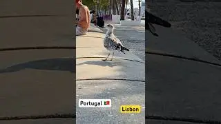 Portugal 🇵🇹 life Lisbon @sarwaraportugal