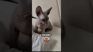 Meet Bambino Cat #shorts