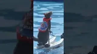 Twiggy the Water Skiing Squirrel at the Genesee County Fair