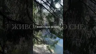 К чему снятся животные