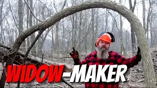 Taming SPRING POLE Widow-Makers for a Safer Timber Harvest