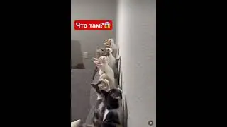 Котики 🐈 что они увидели?😱 #юмор #cat #приколыскотами #смешнойкот #прикол #смешныеживотные #котики