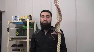 Локомоция змей и маисовый полоз.. Заводчик змей Эдгар Мовсесян