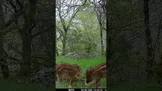 🐗 Rayones #nature #video #wildlife #photography #animals #forest #photooftheday #videos