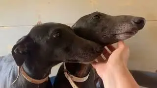 TECHU e SISA in adozione