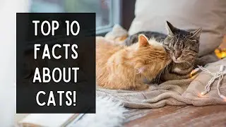 Top 10 Facts About Cats! 😻