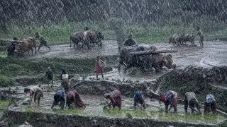 Most Relaxing Nepali Mountain Village || Video Compilation of Paddy Farming || Living with Nature