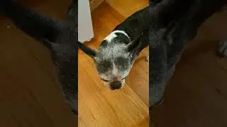 Hungry 15 year old Boston Terrier