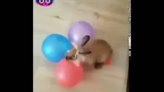 Анатолий Шарий на самоизоляции