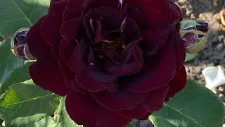 ROSE BLOSSOM 🌹. RICH BLACK VELVET and CHIC SIMPLE ROSE FLOWERS🥰🥰🥰👍🔥🔥🔥