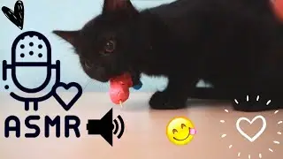 ANGRY Kitten likes to eat Sausage ASMR
