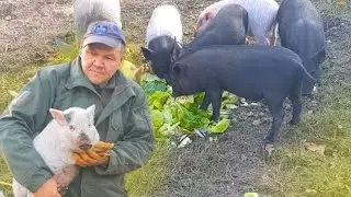 ИСТОРИИ ПРО ХУТОР В ЛЕСУ, ТЕХНИКУ И ПАСЕКУ. ПОРОСЯТА РАСТУТ КАК НА ДРОЖЖАХ.
