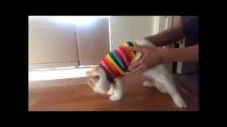 Cute cat would rather die than wear shirt