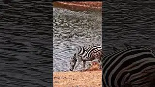 HAPPY INTERNATIONAL ZEBRA DAY! #shorts