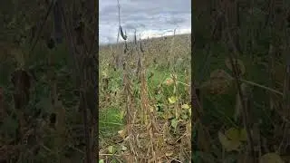 Выращивание сои в Калужской области