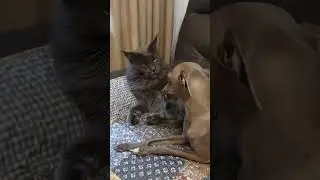 Сразу видно, кто в доме хозяин! #мейнкун #врек