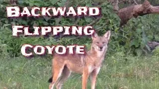 BACKWARD FLIPPING COYOTE