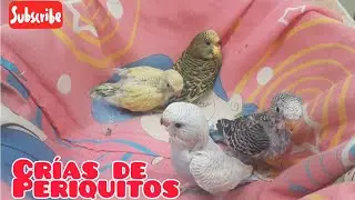 Mira las crías de mi periquitos australianos 