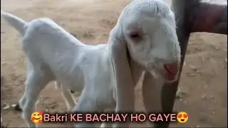 MASHALLAH! BAKRI KE 2 BACHHE HO GAYE 😍| AL REHMAN CATTLE FARM .