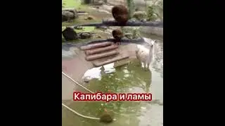 Капибары и ламы #capybara #капибара
