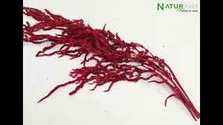 Plante stabilizate marca Naturama