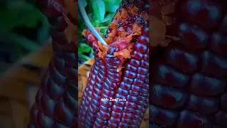 China का सबसे महंगा काला मक्का 🌽👀 #shorts