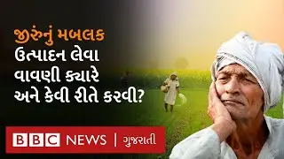 Cumin Farming: જીરુંની વાવણી ક્યારે અને કેવી રીતે કરવી?