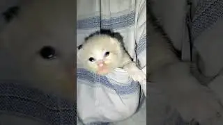 Bayi nguap
