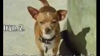 loldogs